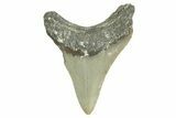 Serrated, Fossil Megalodon Tooth - North Carolina #371500-1